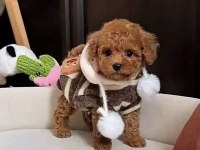 Toy Poodle Kore
