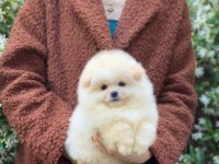 Orjinal Pomeranian