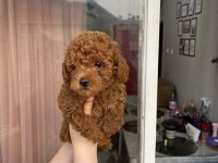 TÜY DÖKMEYEN SAĞLIK IRK KALİTE GARANTİLİ KÖPEKLERİMİZ