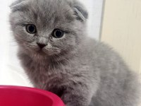 Blue Scottish Fold Yavrularımız