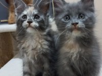Mucize maine coon