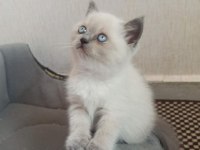 Mavi Gözlü Koca Kafalı Bluepoint British Shorthair Yavruları