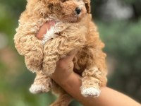 Kıvır kıvır maltipoo yavrularımız