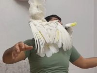 Evcil umberalla dişi kakadu konuşuyor