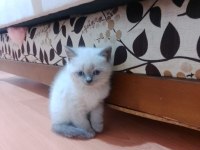British blue point