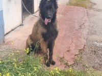 Türkiyedeki en özel malinois yavrular