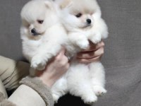 TEDDY BEAR POMERANİAN YAVRULARI