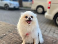 Eğitimli ırk ve sağlık garantili tea cup pomeranian