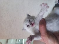 British shorthair 1 aylık