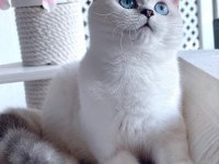 British shorthair dişi yavrumuz