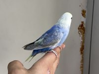 Bebek Muhabbet Kuşu Yeni Yeme Düştü