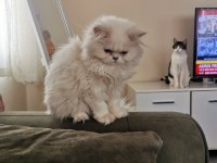 Silver point british longhair dişi