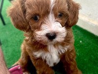 20 mart doğumlu maltipoo 8 aylık erkek