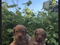 RED MİNİ POODLE YAVRULAR