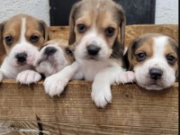 Beagle yavrularımız ırk garantilidir