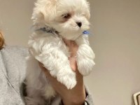 A kalite morkie yavrularımız