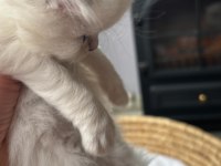 Masal Gibi 2 British Longhair Yavru Yeni Yuvasını