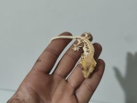 Üst Kalite Crested Geckolar