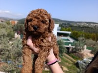 TOY POODLE SAFKAN YAVRULAR İZMİR
