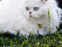 Bembeyaz Scottish Fold Longhair Mavi Gözlü Yavrular