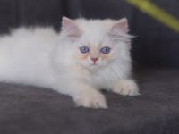 British longhair golden point erkek kedi