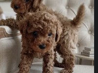 Teacup Kore toy poodle bebeklerimiz
