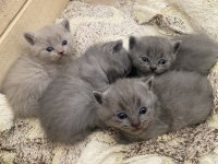 British Shorthair Bebekler