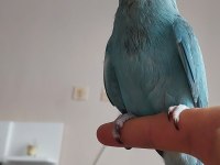 Mutasyon Pakistan Papağanı Bebek