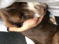 YAVRU AV KÖPEĞİ