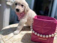 Orijinal golden retriever bebekler