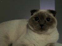 SAKİN UYSAL VE SEVECEN KEDİMİZ BALIM