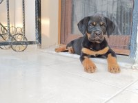 Rottweiler yavru