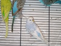 Deneyimli yetişkin muhabbet kuşlar