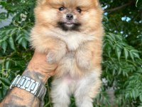 Ankarada Pomeranian Boo Köpekler