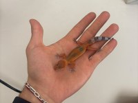 Leopard gecko