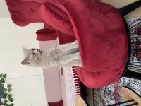 British shorthair lilac yeni yuvasını arıyor