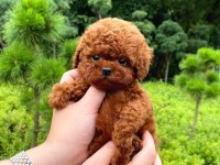 ADRESE TESLİM TOY POODLE BEBEKLERİM