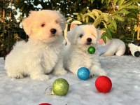 Kar Beyaz Maltese Terrier Yavrular