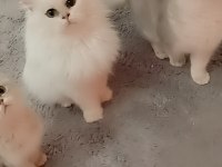 Full şecereli Ns 12 british longhair