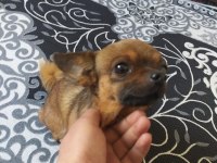 Canım chihuahua köpeğim