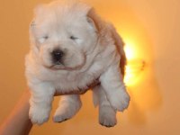 Chow chow çin aslanı yavrular