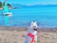 Son 2 yavru spitz