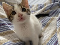 2 AYLIK ERKEK TEKİR KEDİMİZ YENİ YUVASINI ARIYOR