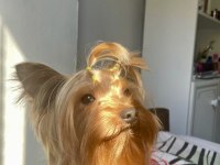Teacup Yorkshire Terrier