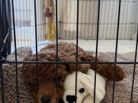 Toy poodle 2 aylık yavru