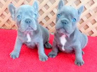 COMPACT LİLAC AND TAN QUAD FRENCH BULLDOG YAVRULAR İZMİR