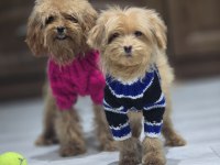 Sıfır numara maltipoo yavru
