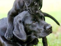 TÜRKİYENİN EN ÖZEL LABRADOR YAVRULARI 