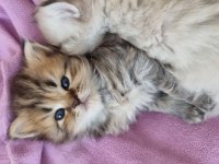 1 AYLIK BRITISH LONGHAIR YAVRULAR