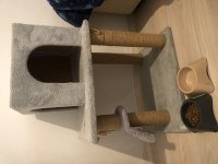 DEVASA ERKEK SCOTTİSH FOLD